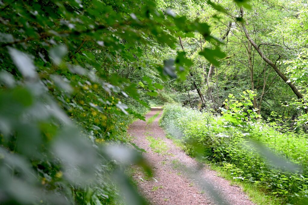 Sentier forestier ombragé sur le circuit de randonnée « Hiwweltour Vorholz »