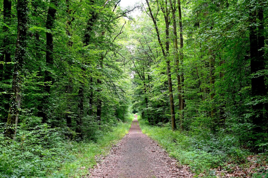 Chemin forestier rectiligne traversant la forêt de Vorholz