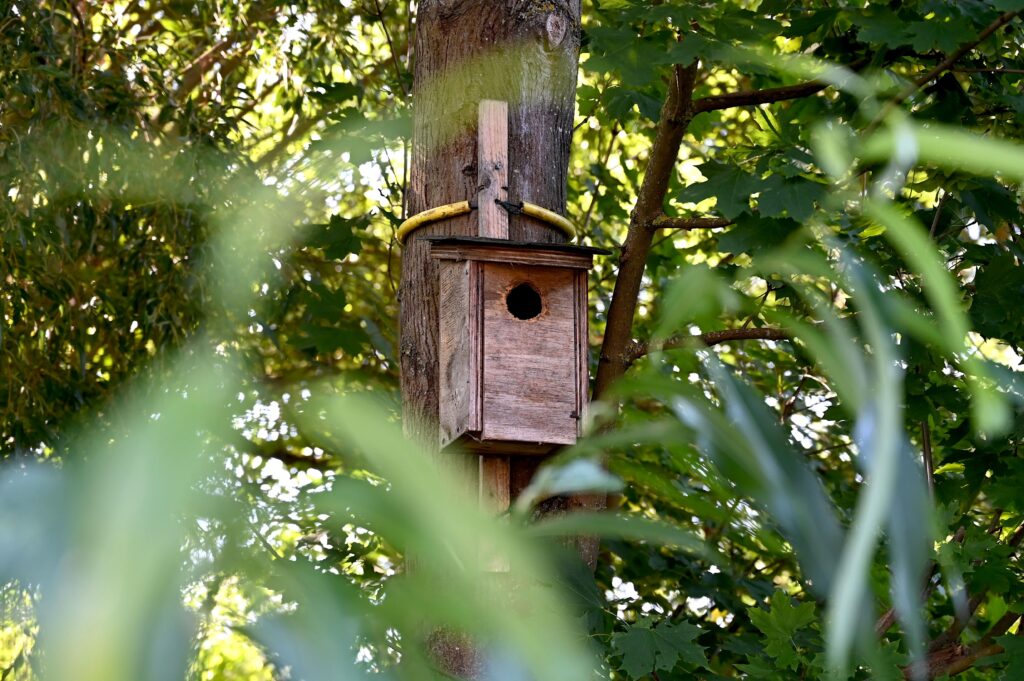 Nistkasten am Vogel-Lehrpfad inmitten der Natur