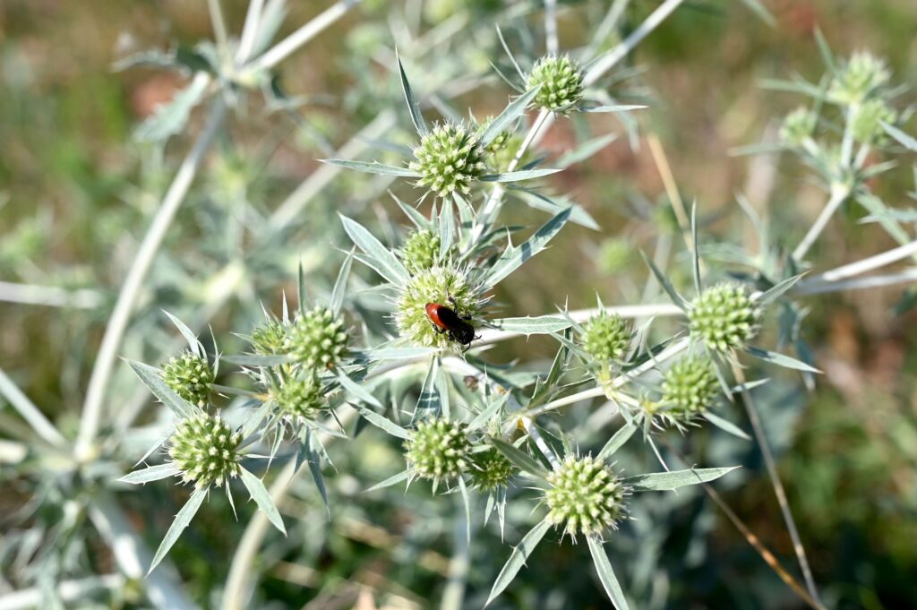 Blühende Distel am Wegesrand der Hiwweltour Alsheimer Hohlwege