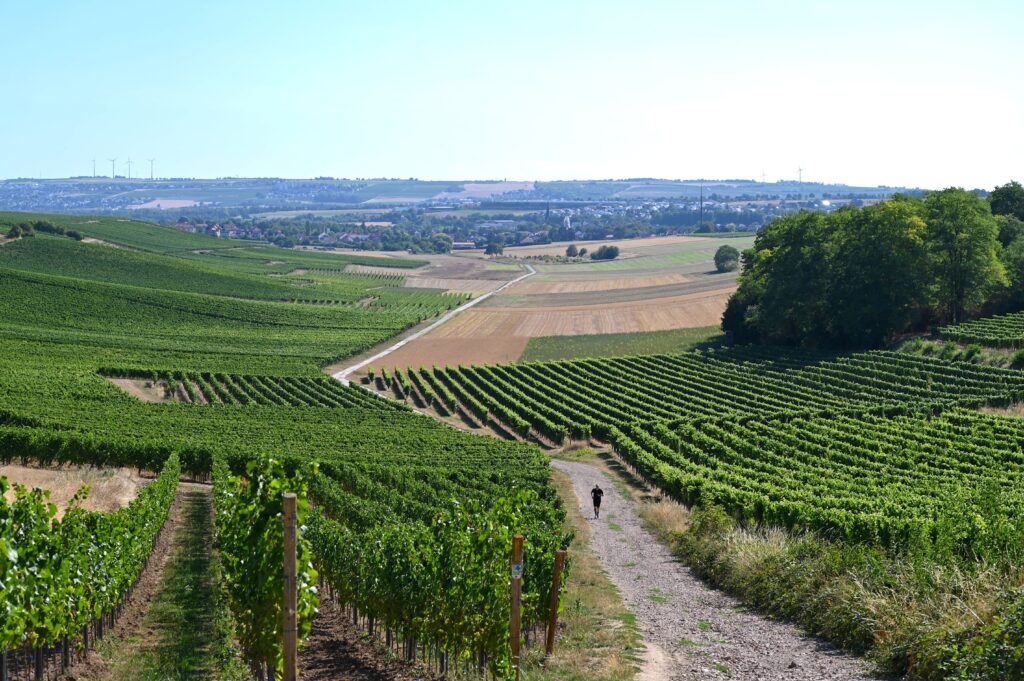 Weinberge der Saulheimer Hölle mit weitem Blick über Rheinhessen