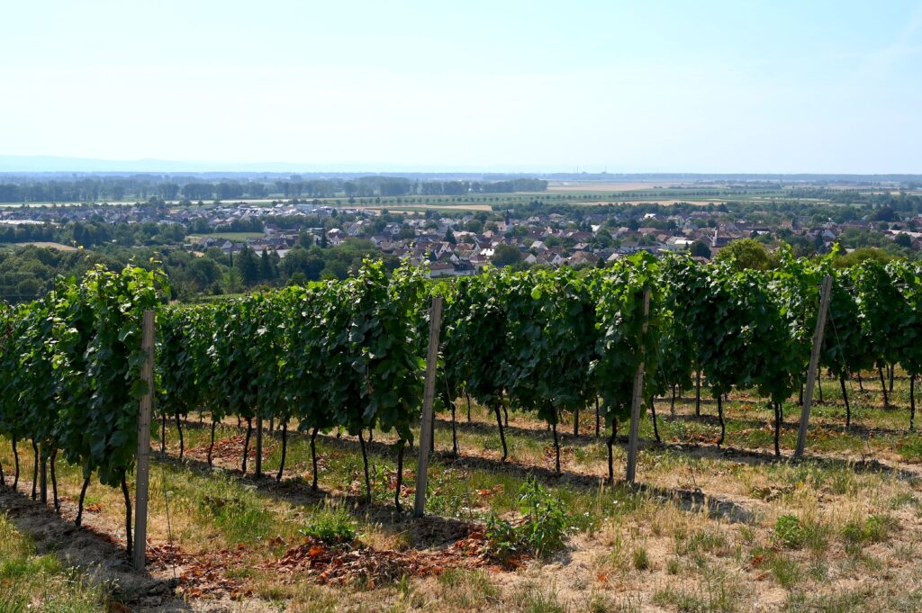 Weinberge mit weitem Ausblick bis Taunus und Odenwald