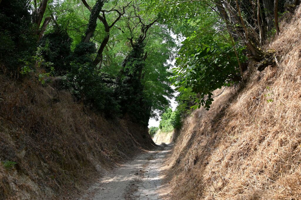 Tief eingeschnittener Hohlweg Rosenberghohl bei Alsheim