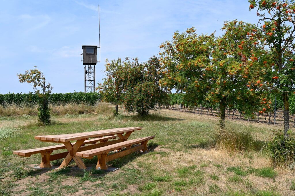 Rastplatz „Tisch des Weines“ auf dem Rosenberg bei Alsheim