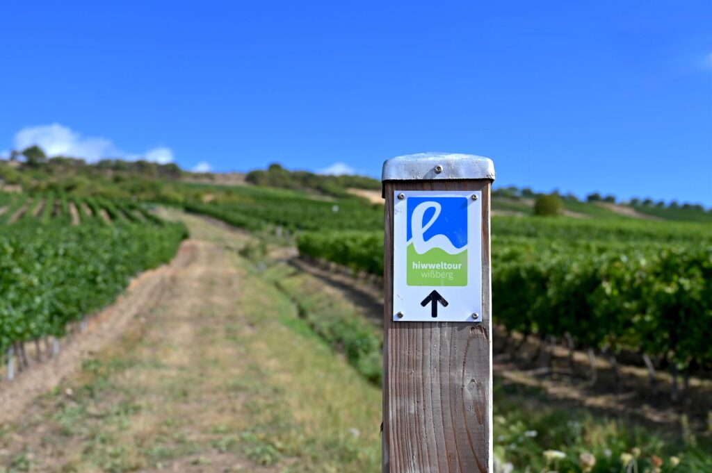 Markierung der Hiwweltour Wißberg weist den Weg bergauf durch die Weinberge