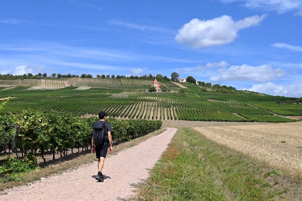 Wanderweg durch die idyllischen Weinberge des Wißbergs