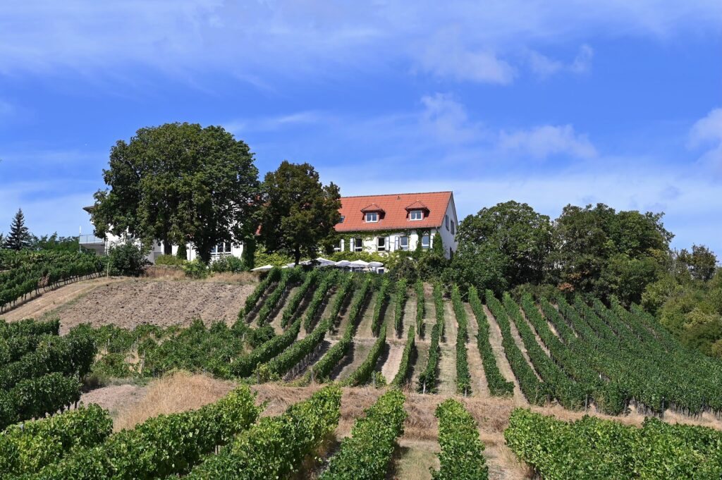 Blick auf das Hofgut Wißberg und das Weinberghotel inmitten der Weinberge